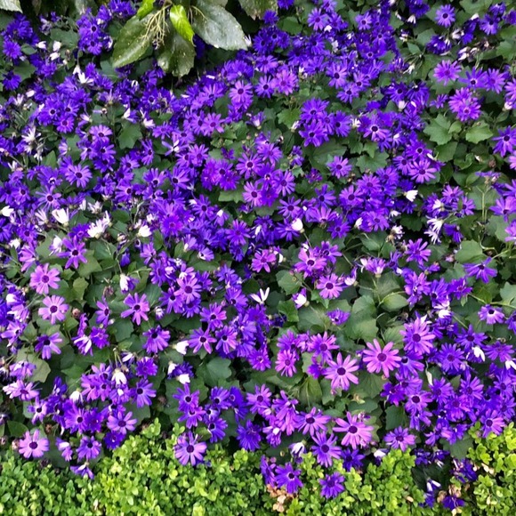 Meet your Posher, Ellen - Picture 1 of 1